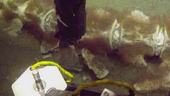 Media type: image;   Invertebrate Zoology 153512 Description: live specimen;